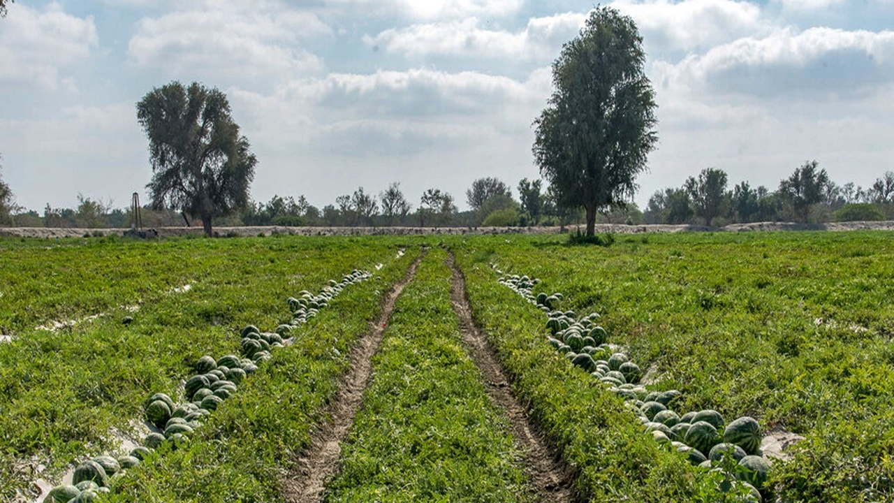 کشت هندوانه پاییزه در جاسک کشت هندوانه پاییزه در جاسک