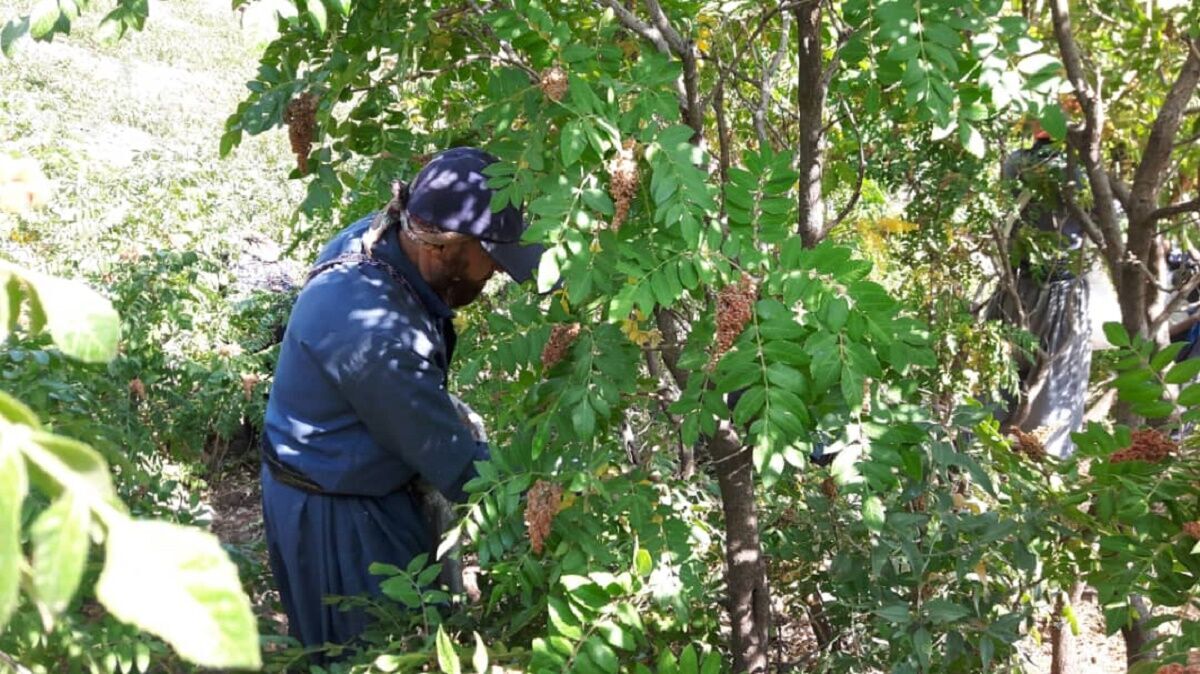 برداشت بیش از یکهزار تن سماق از باغ‌های شهرستان سردشت