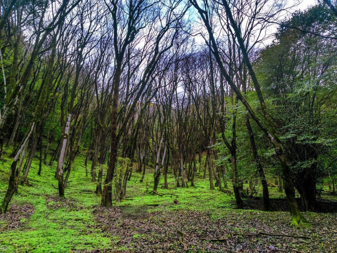 مرگ ضارب جنگلبان رودباری بر اثر برق گرفتگی