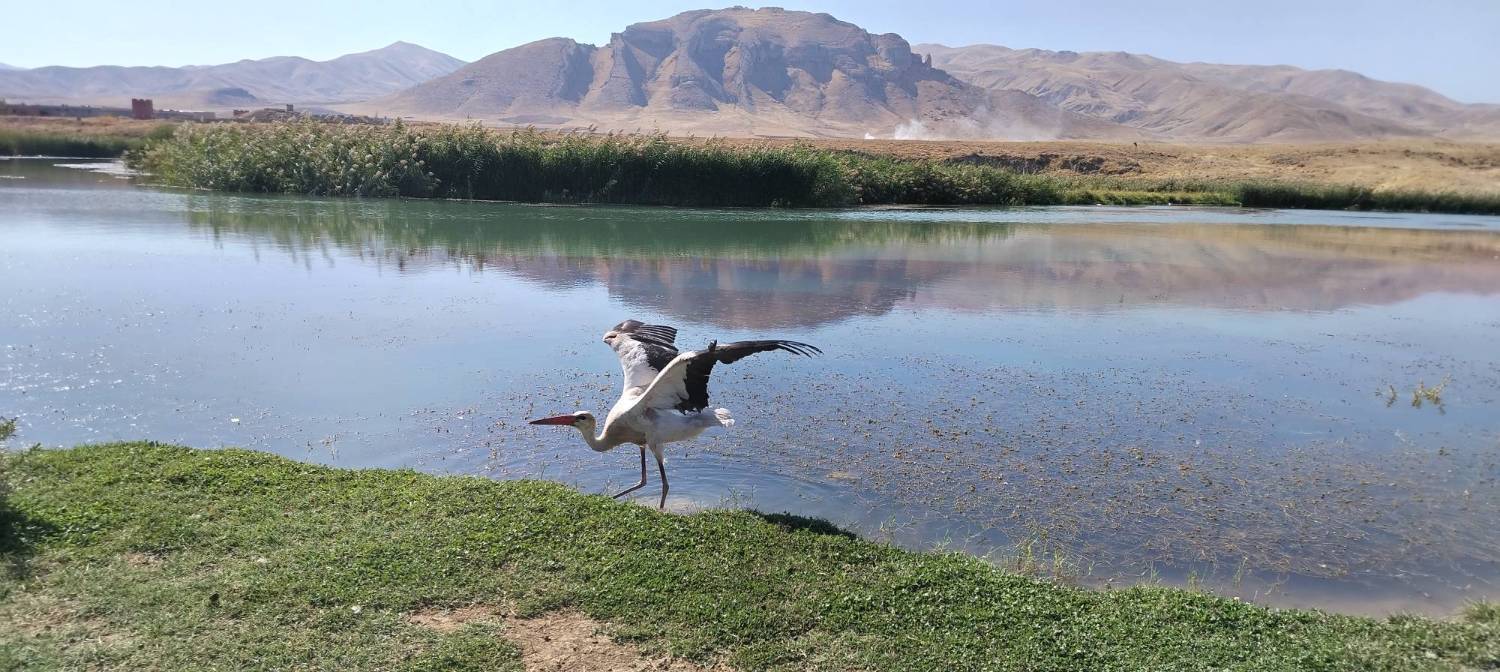 رهاسازی یک قطعه لکلک در زیستگاههای شهرستان سلماس رهاسازی یک قطعه لکلک در زیستگاههای شهرستان سلماس
