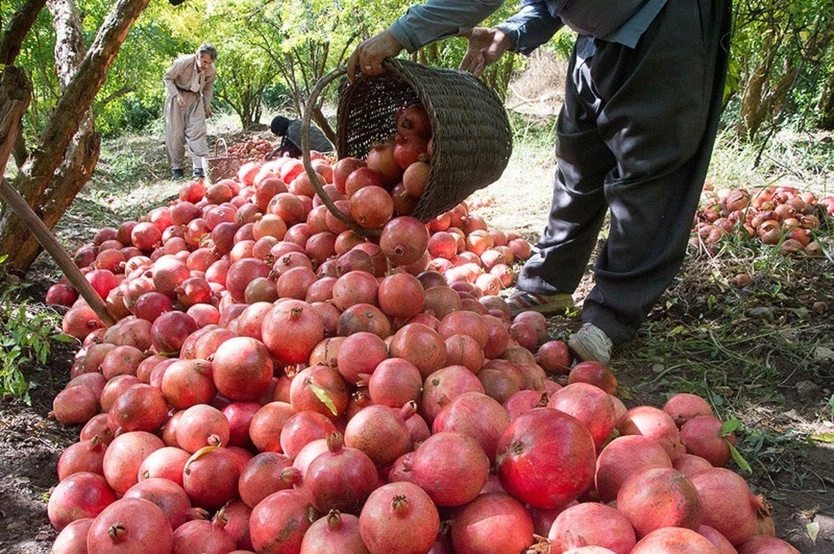 انار محصول خوشمزه باغ‌های دزفول