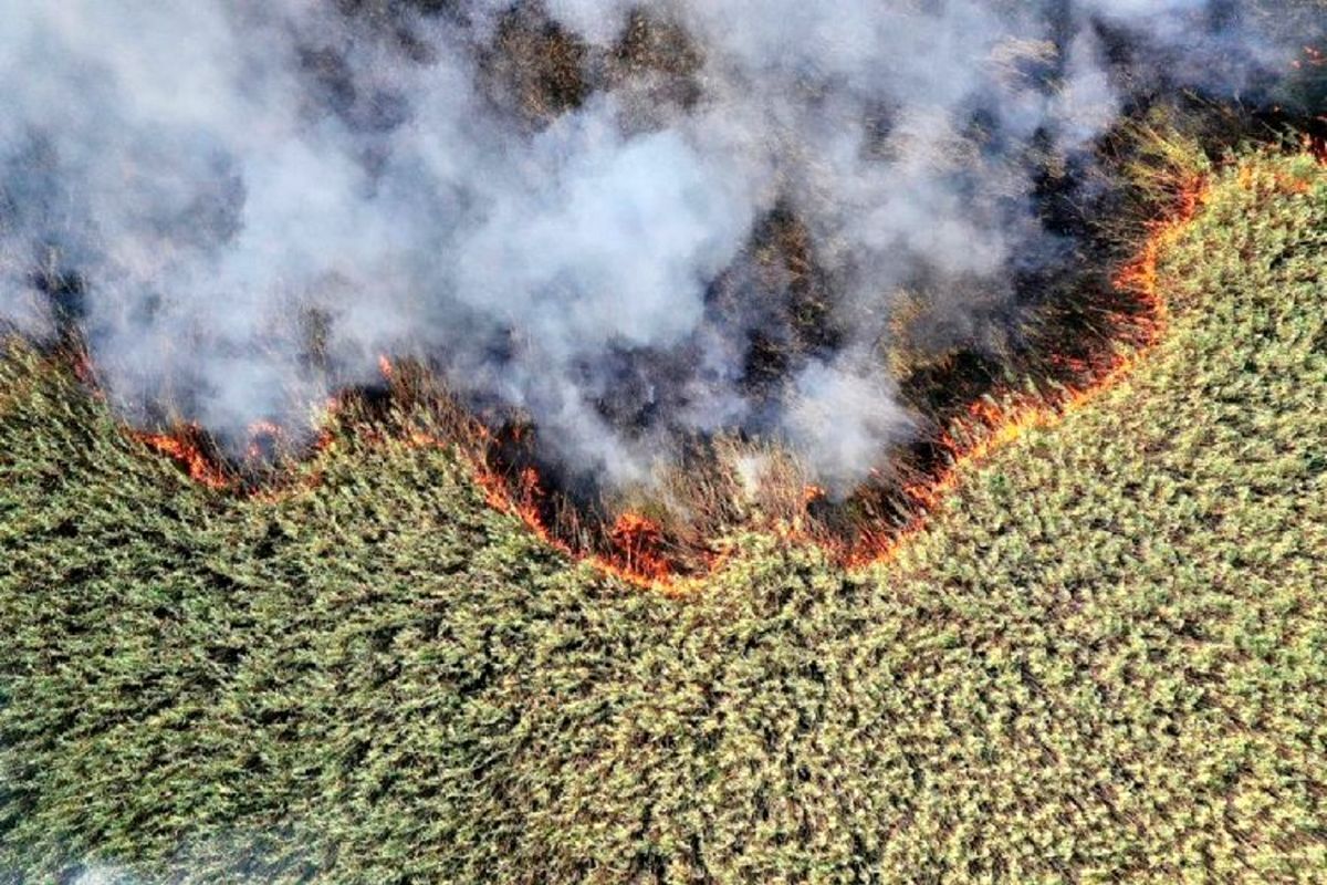 بررسی رهاسازی آب از سد سیمره برای مهار آتش سوزی تالاب هورالعظیم
