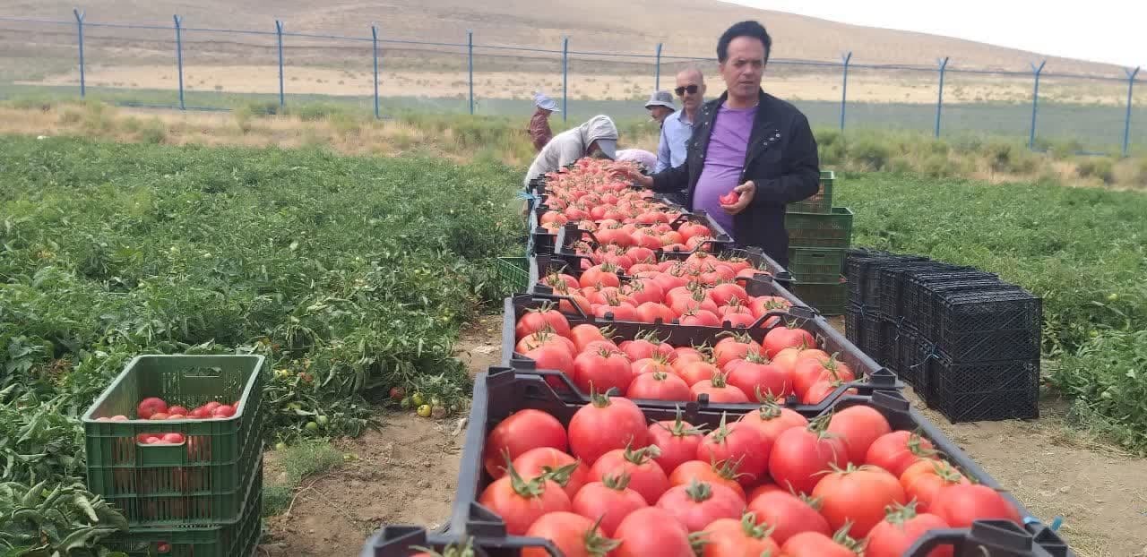 آغاز برداشت گوجه فرنگی از سطح ۳ هزار و ۳۰۰ هکتار از مزارع آذر بایجان غربی  آغاز برداشت گوجه فرنگی از سطح ۳ هزار و ۳۰۰ هکتار از مزارع آذر بایجان غربی