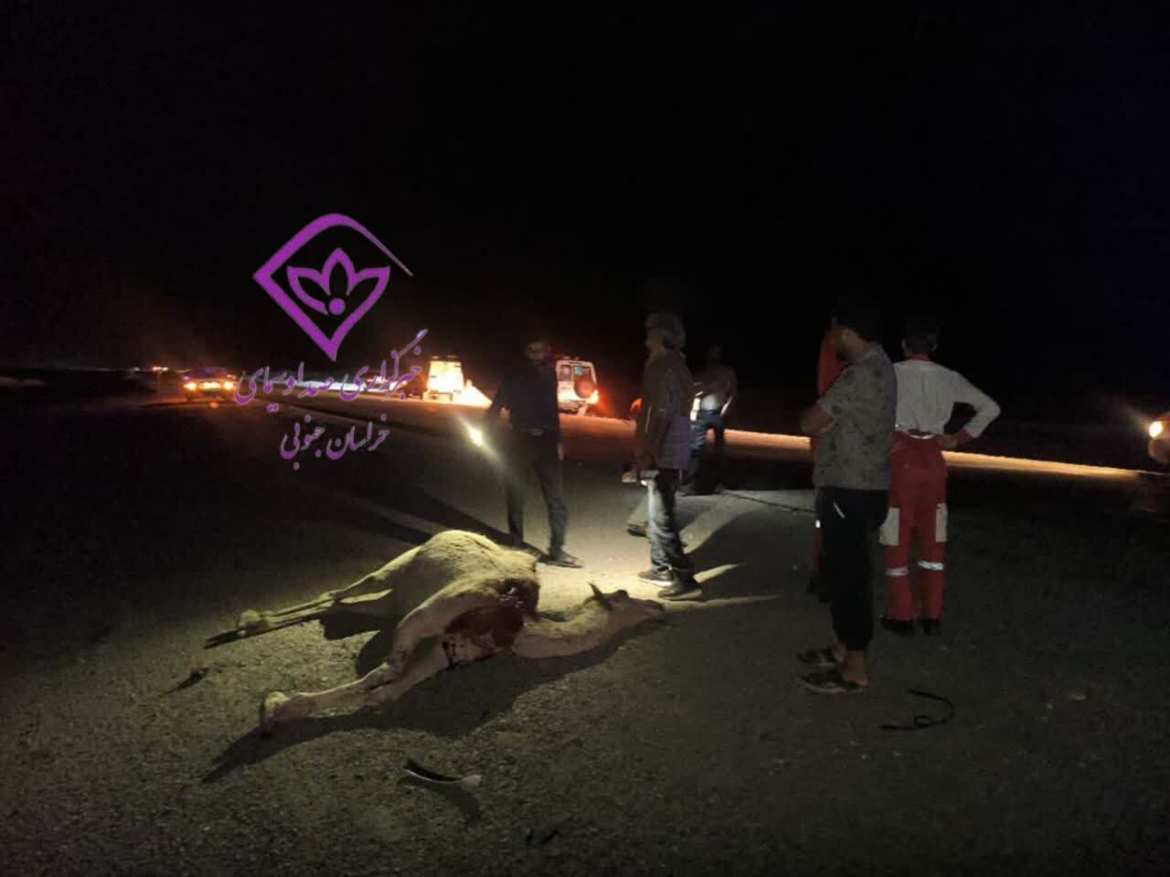 ۴ مصدوم در برخورد سواری پژو با شتر در محور _ دیهوک - فردوس