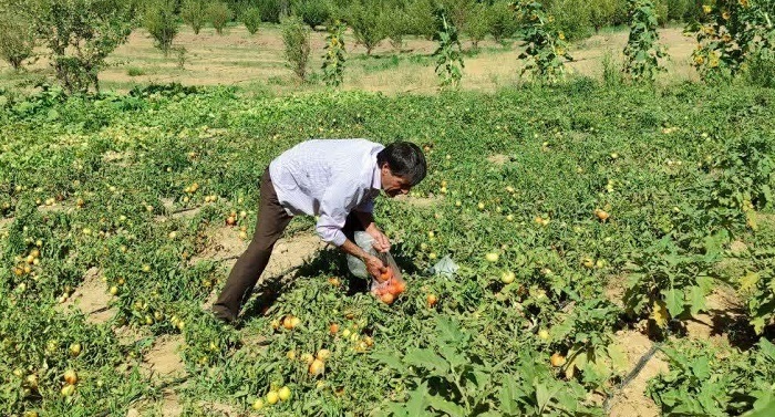 ۲۸ هکتار از اراضی کشاورزی تکاب به سامانه‌های نوین آبیاری مجهز شد