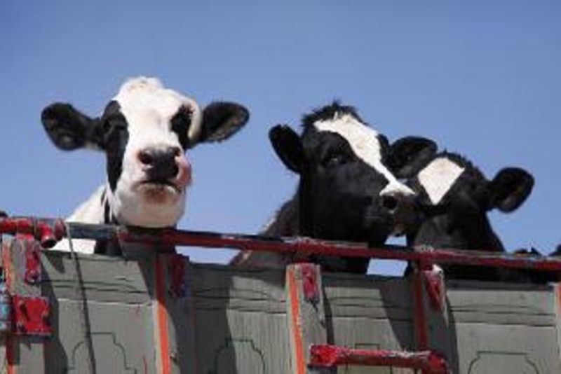 کشف ۱۴ راس گوساله قاچاق در یزد