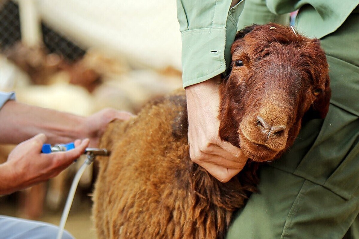 ایمن سازی ۳۵۰ هزار راس دام دزفول در برابر بیماری طاعون