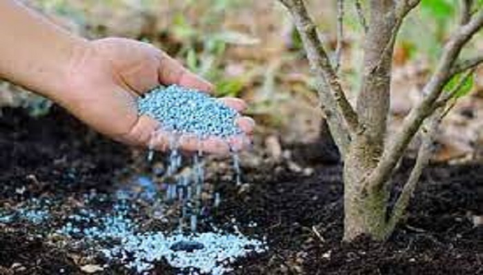 تامین و تدارک ۷ هزار و ۲۳۶ تن انواع کودهای کشاورزی به کشاورزان استان زنجان تامین و تدارک ۷ هزار و ۲۳۶ تن انواع کودهای کشاورزی به کشاورزان استان زنجان