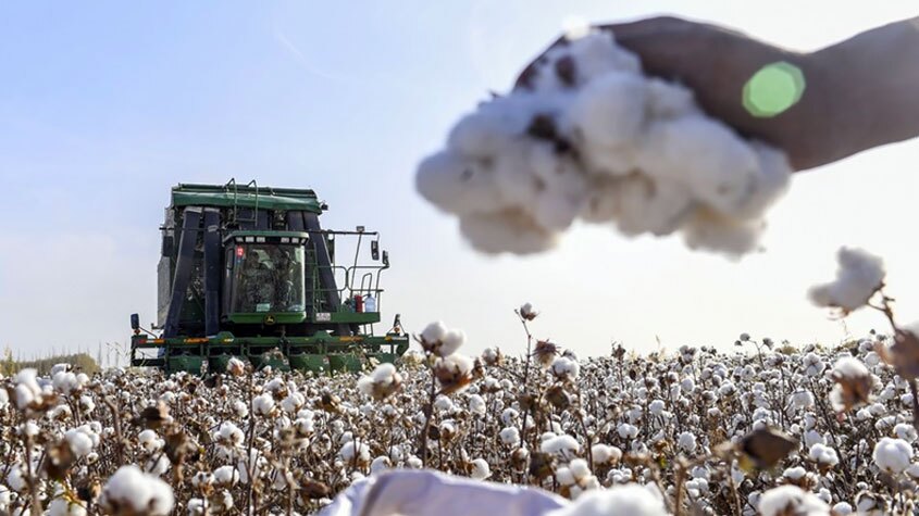 آغاز برداشت پنبه در شهرستان خنج آغاز برداشت پنبه در شهرستان خنج