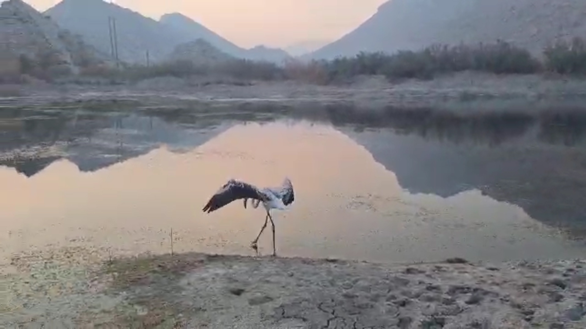 رهاسازی فلامینگوی درمان شده در تالاب تنگ مهر رهاسازی فلامینگوی درمان شده در تالاب تنگ مهر