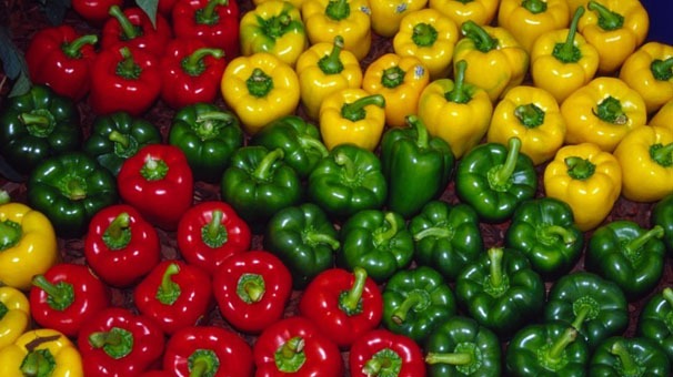 کشت فلفل دلمهای در گلخانههای میناب کشت فلفل دلمهای در گلخانههای میناب