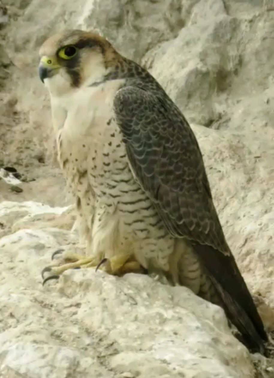 رهاسازی یک بهله شاهین در طبیعت دزفول رهاسازی یک بهله شاهین در طبیعت دزفول