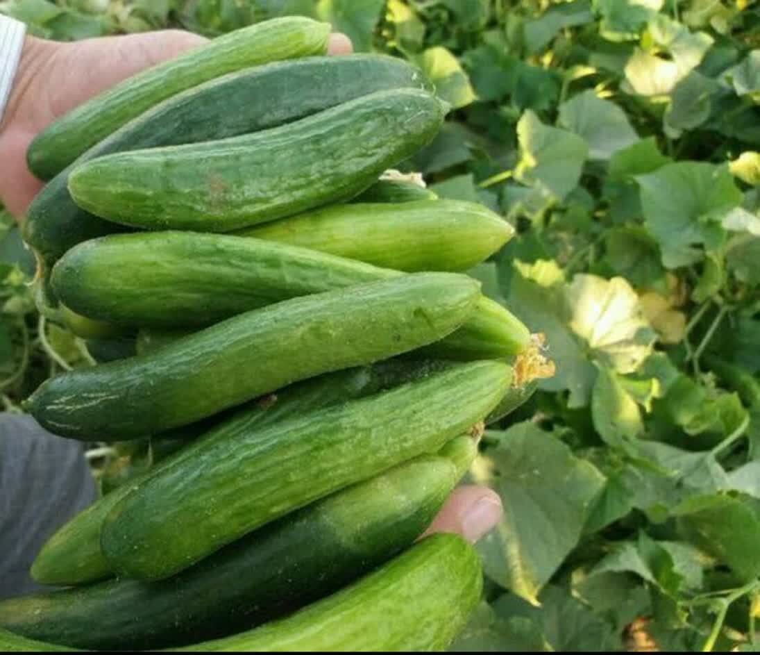 آغاز برداشت خیار سبز پاییزه در شهرستان مهر