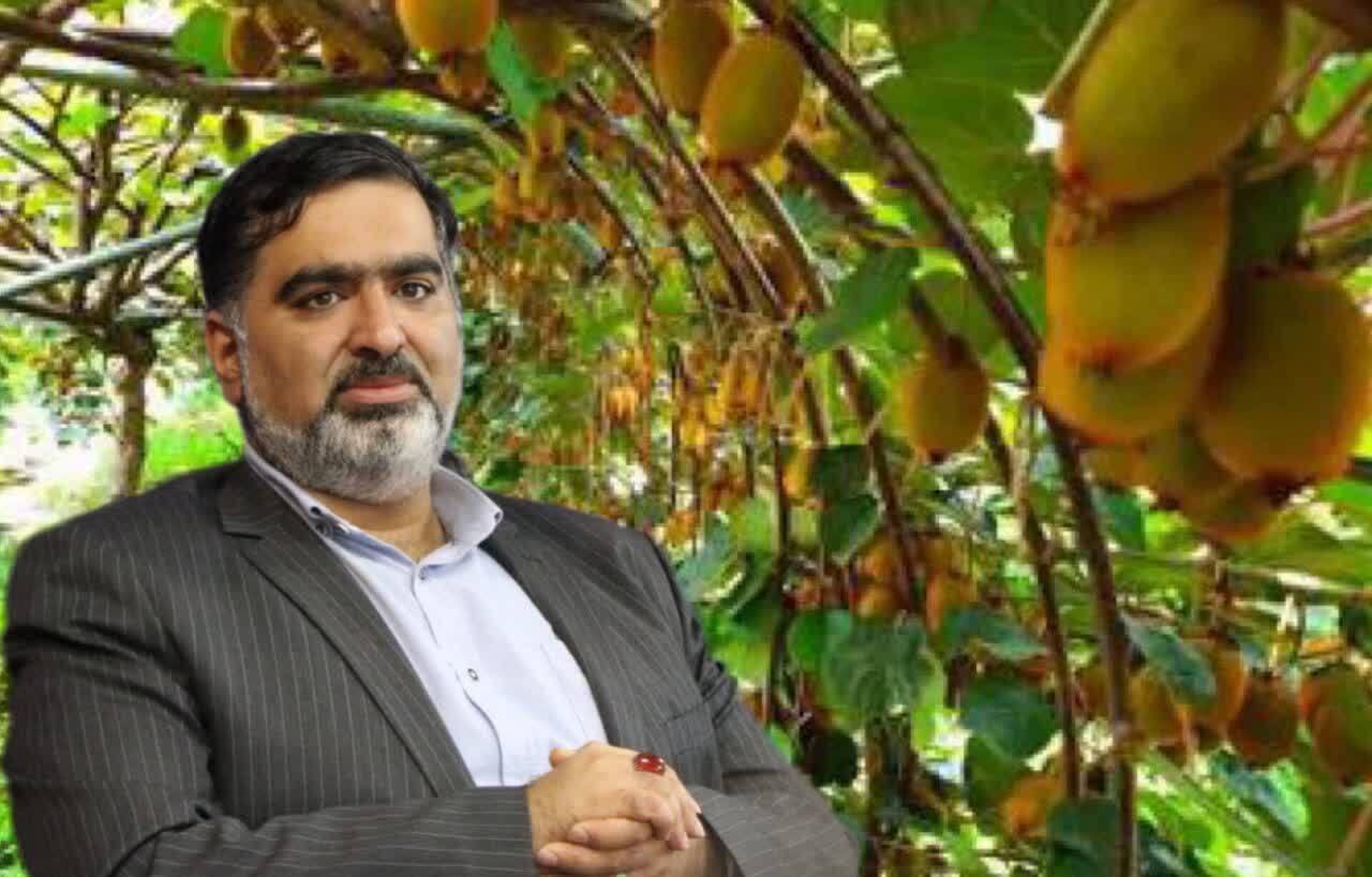 آغاز صادرات کیوی مازندران به بازارهای جهانی آغاز صادرات کیوی مازندران به بازارهای جهانی