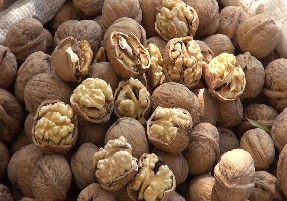 سهرورد زنجان ، مهيای پنجمين دوره جشنواره ملی گردو سهرورد زنجان ، مهيای پنجمين دوره جشنواره ملی گردو