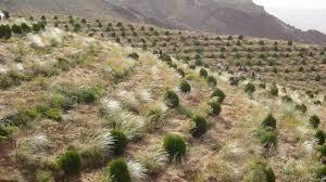 اجرای طرح‌های مرتعداری در مراتع کوه میل و طاقک