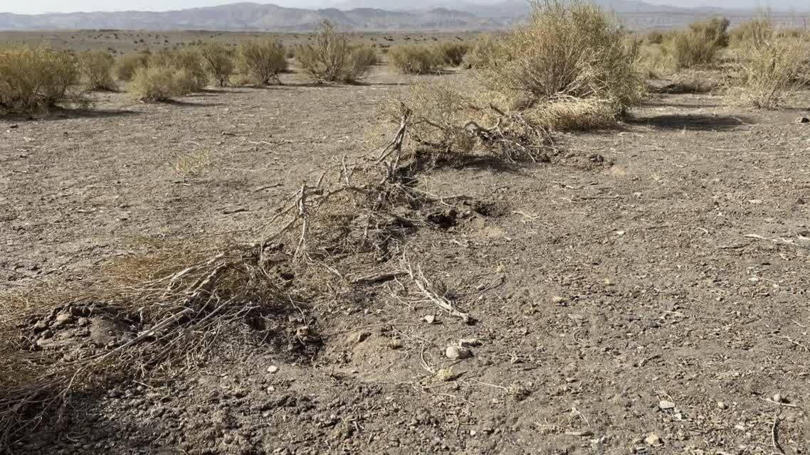 تلههای صید هوبره در دشت مسیله تخریب شدند تلههای صید هوبره در دشت مسیله تخریب شدند