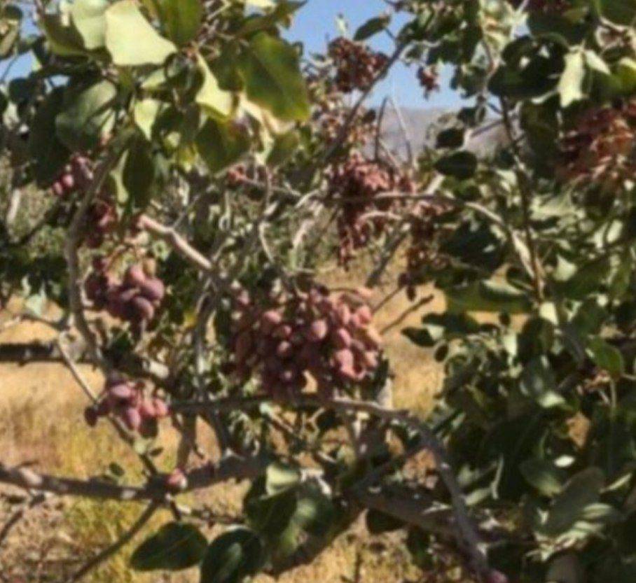 برداشت بیش از سه هزار تن پسته از باغات شهرستان تفتان