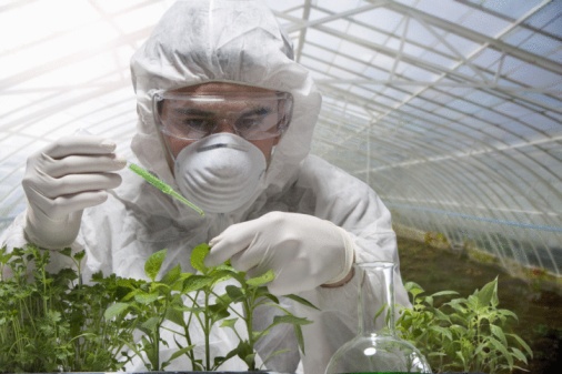 امنیت غذایی با غذای سالم و کافی