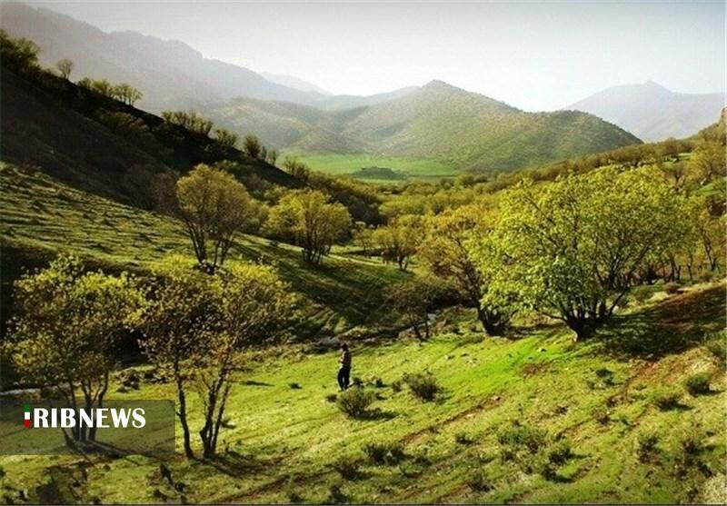 سفیدکوه لرستان؛ گنجینهای از گونههای کمیاب سفیدکوه لرستان؛ گنجینهای از گونههای کمیاب