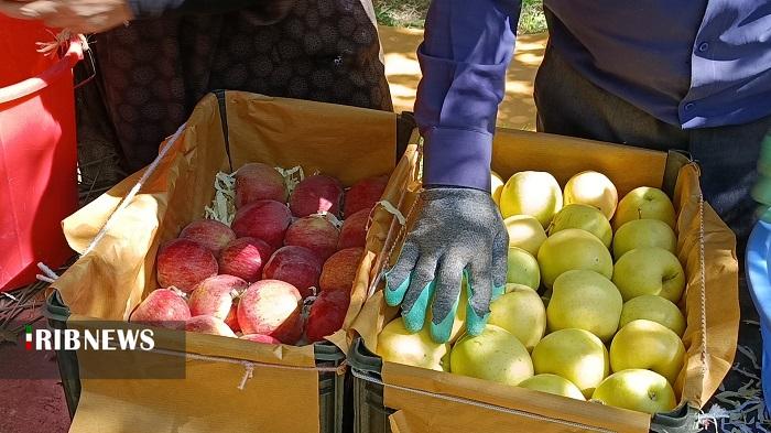 سیب مراغه راهی بازار‌های جهانی