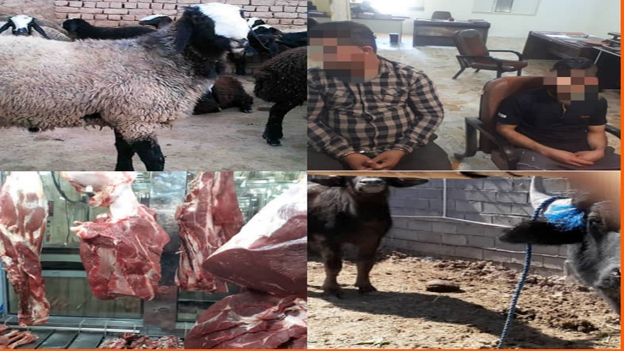 دستبند پلیس بر دستان باند سارقان احشام در شهرضا دستبند پلیس بر دستان باند سارقان احشام در شهرضا