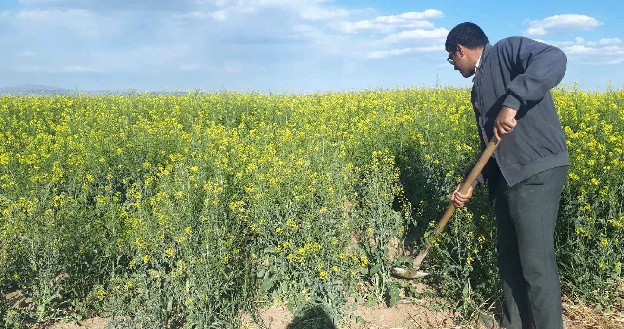 کشت کلزا در بیش از ۱۰ هزار هکتار از اراضی دزفول کشت کلزا در بیش از ۱۰ هزار هکتار از اراضی دزفول