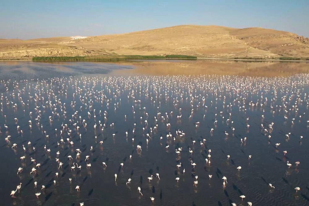 مهاجرت سالانه حدود ۱۵۰ هزار قطعه پرنده به آذربایجانغربی مهاجرت سالانه حدود ۱۵۰ هزار قطعه پرنده به آذربایجانغربی