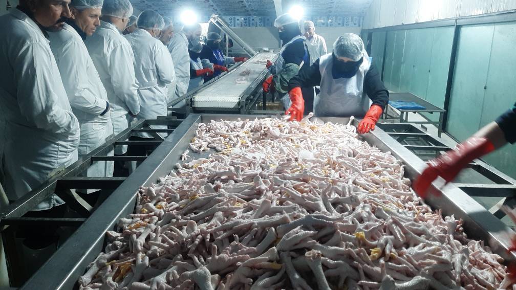 ارزآوری۵۰۰ هزار دلاری صادرات پا و پنجه مرغ از فریمان به ازبکستان و ویتنام