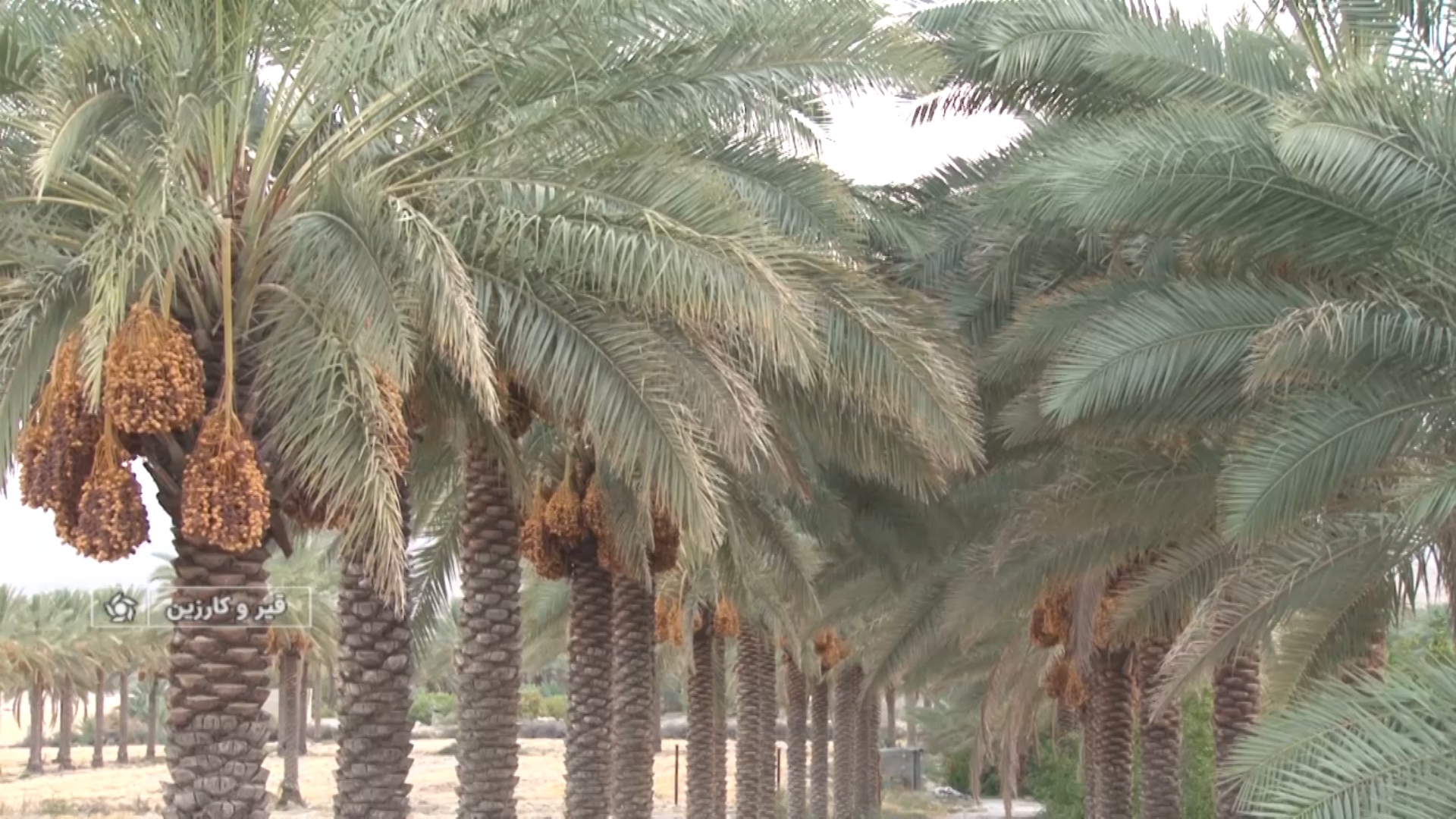 برداشت خرما از نخلستانهای شهرستان قیروکارزین برداشت خرما از نخلستانهای شهرستان قیروکارزین