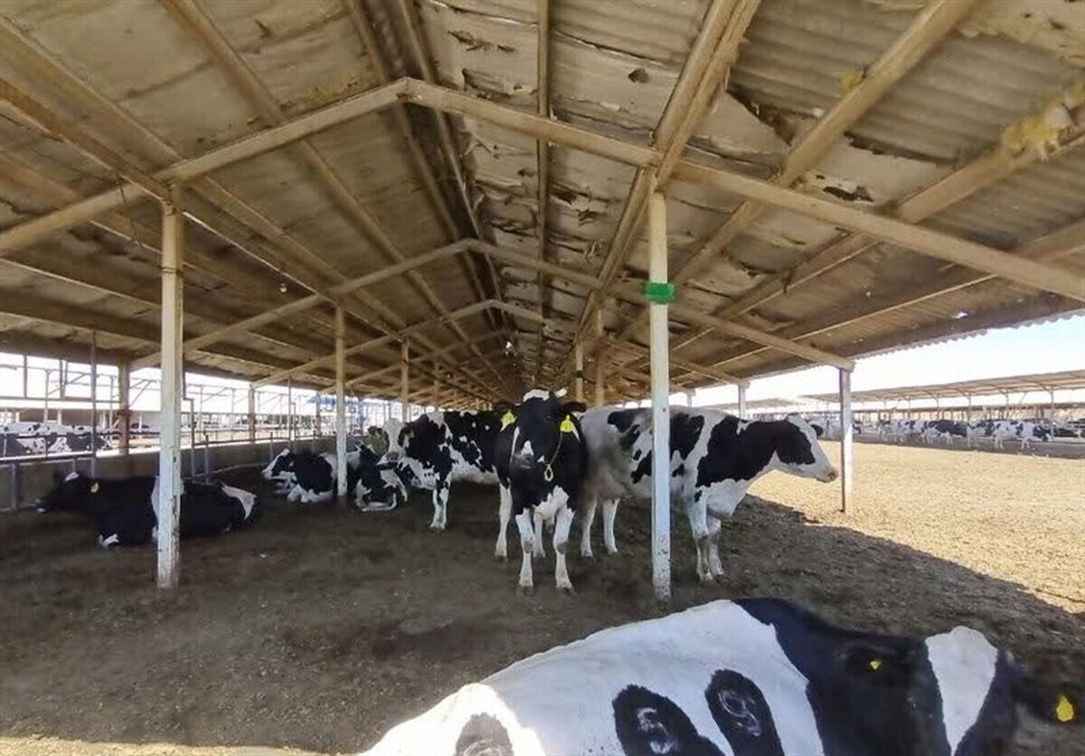 هشدار رئیس انجمن گاوداران درباره شیوع تب برفکی