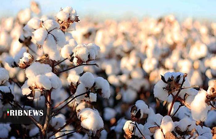 تولید پنبه با دانش هستهای در بروجرد تولید پنبه با دانش هستهای در بروجرد