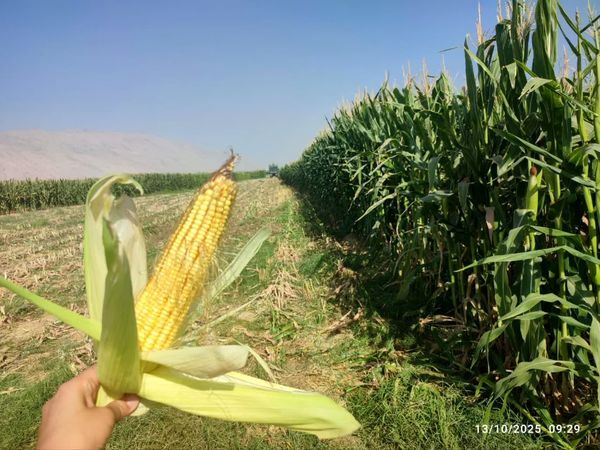 پیش بینی برداشت ۱۴۰ هزار تن ذرت علوفهای در کازرون پیش بینی برداشت ۱۴۰ هزار تن ذرت علوفهای در کازرون