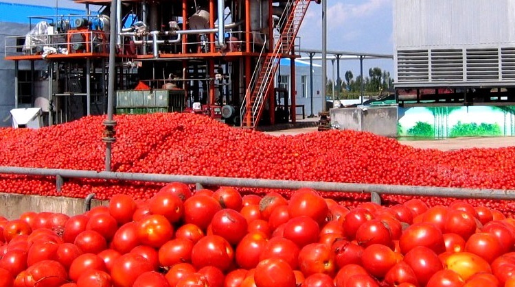 روند مطلوب خرید گوجه‌فرنگی توسط کارخانجات رب آذربایجان غربی