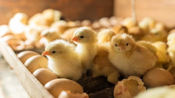 ثبت رکورد ۱۷ میلیون و ۷۳۷ هزار قطعه جوجه ریزی در گلستان