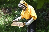 سهم ۱۴ تنی کلات در تولید عسل خراسان رضوی