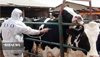 سویه جدید تب برفکی