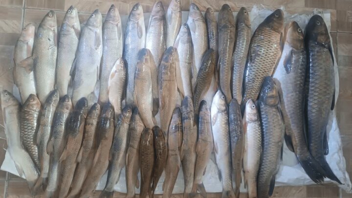 دستگیری صیادان متخلف در قیروکارزین