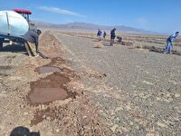 آغاز کشت ۷ هزار اصله نهال گیاه دارویی کاپاریس در بردسکن