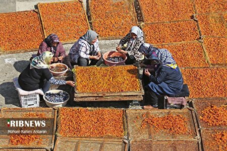 برداشت و خشک کردن سنتی آلو در خور