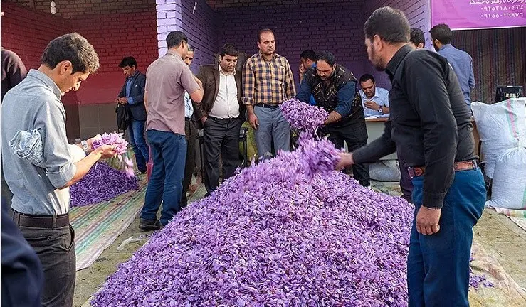 زعفران، میراثی کهن برای آیندگان زعفران، میراثی کهن برای آیندگان