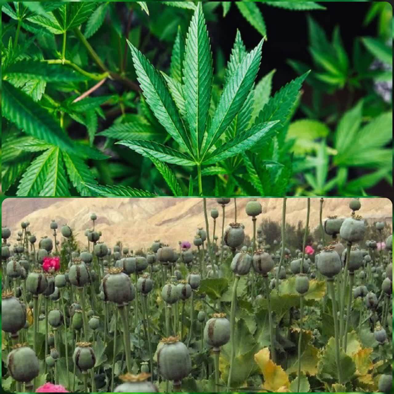 اجرای  نه به کشت گیاهان ممنوعه در اندیمشک