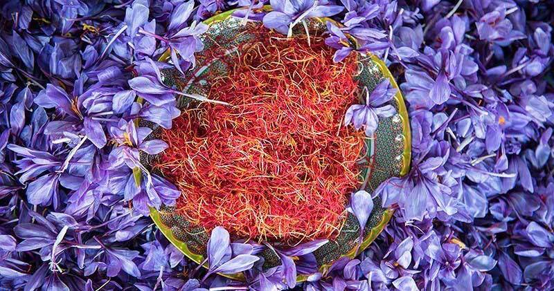 برداشت ۵ تن زعفران در یزد