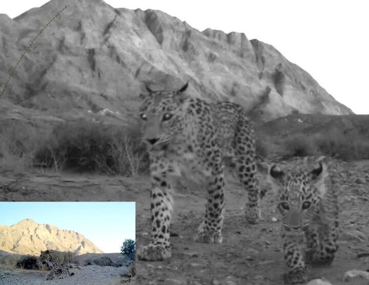 مستند نگاری پلنگ ایرانی در نایین مستند نگاری پلنگ ایرانی در نایین