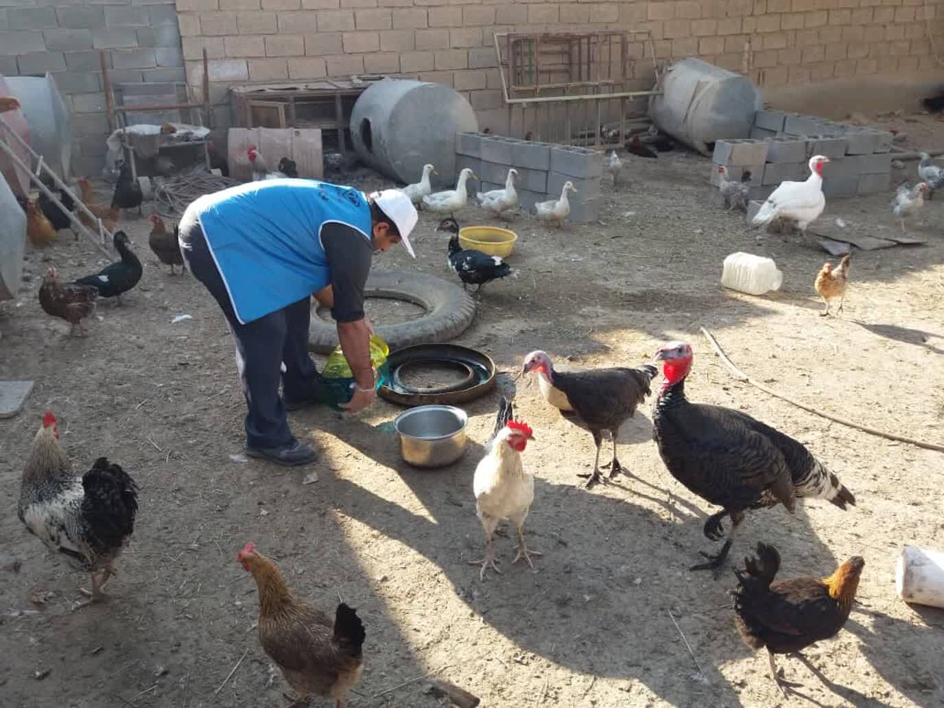 بیش از صد هزار قطعه طیور روستایی استان قم واکسینه شدند بیش از صد هزار قطعه طیور روستایی استان قم واکسینه شدند