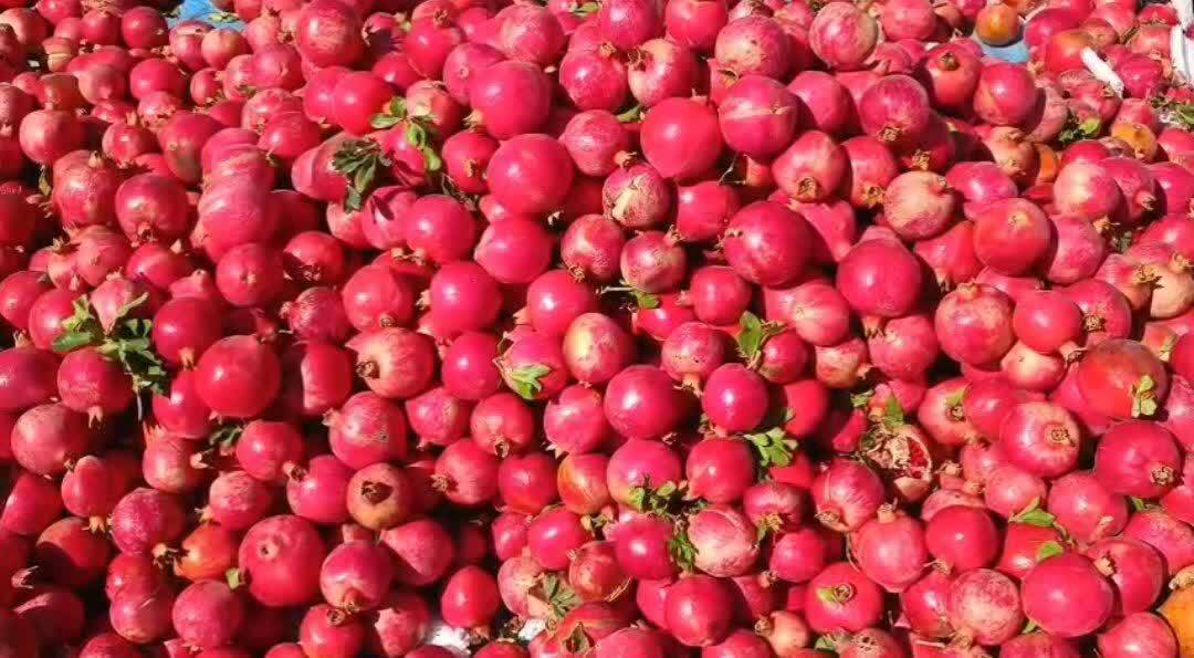 برداشت بیش از هشت هزار تن انار در خاتم برداشت بیش از هشت هزار تن انار در خاتم