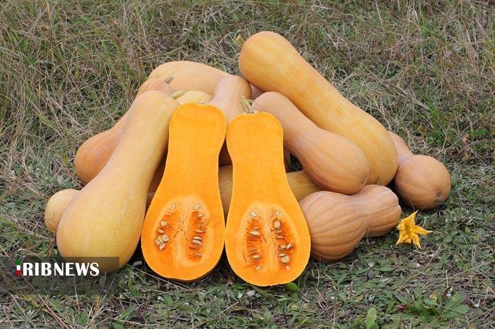 برداشت ۱۰ هزار تن کدو از مزارع بروجرد برداشت ۱۰ هزار تن کدو از مزارع بروجرد