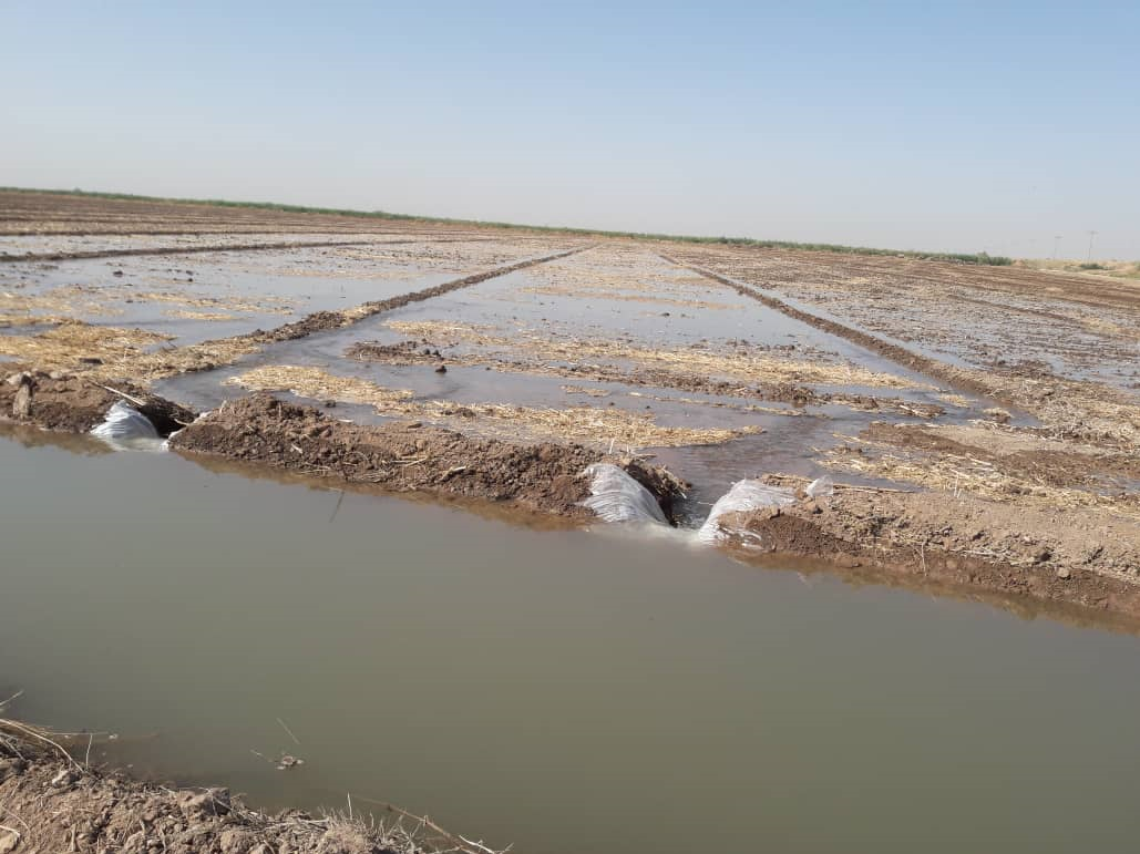 صدور دستور اصلاح جرایم آبی شلتوککاران خوزستانی صدور دستور اصلاح جرایم آبی شلتوککاران خوزستانی