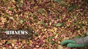 فرآوری ۹۰ درصد پسته تولیدی در آران و بیدگل