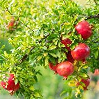 پیشبینی برداشت ۱۳ هزار تن در استان کرمانشاه